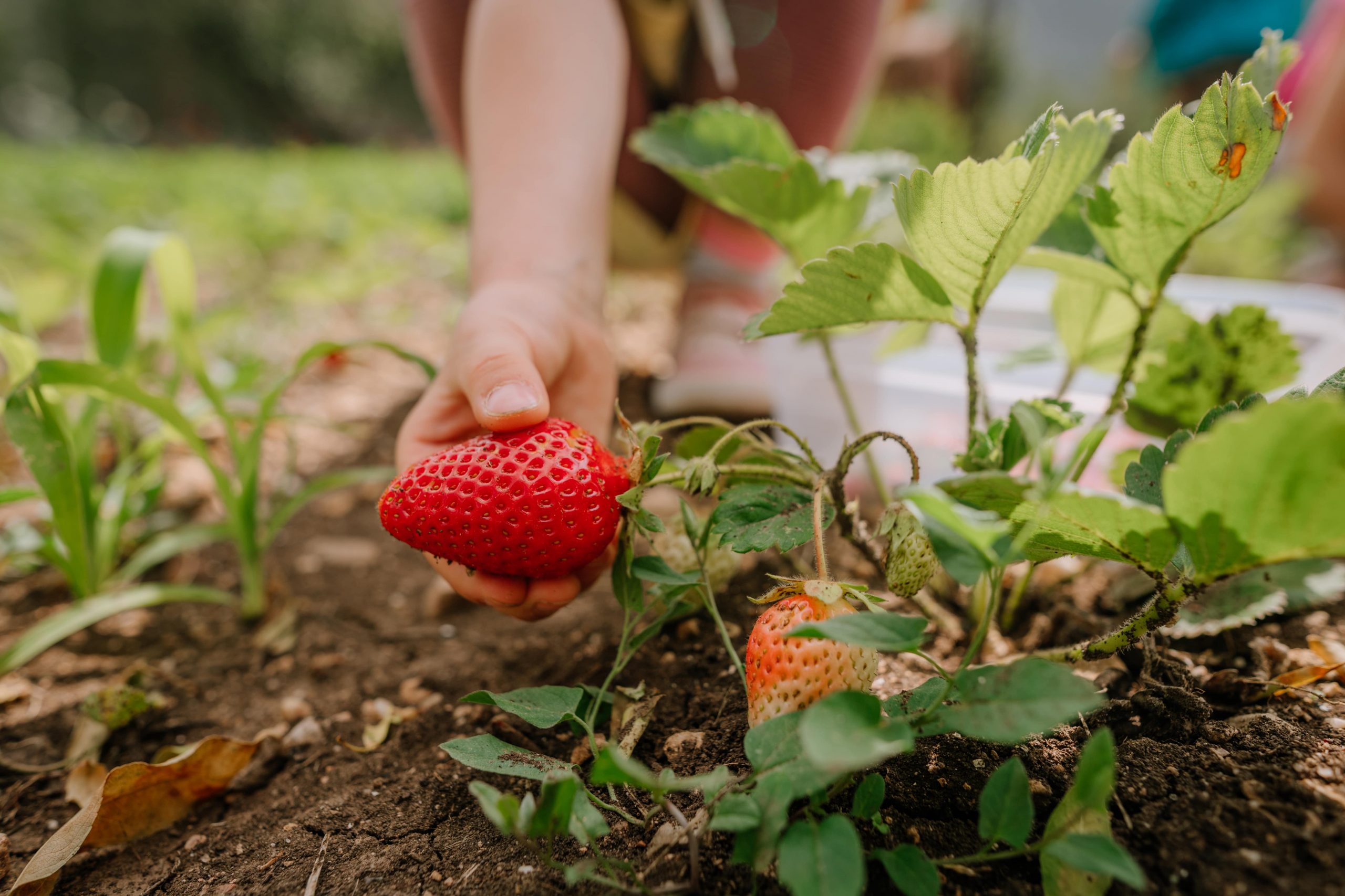 Backyard Farming Design Ideas