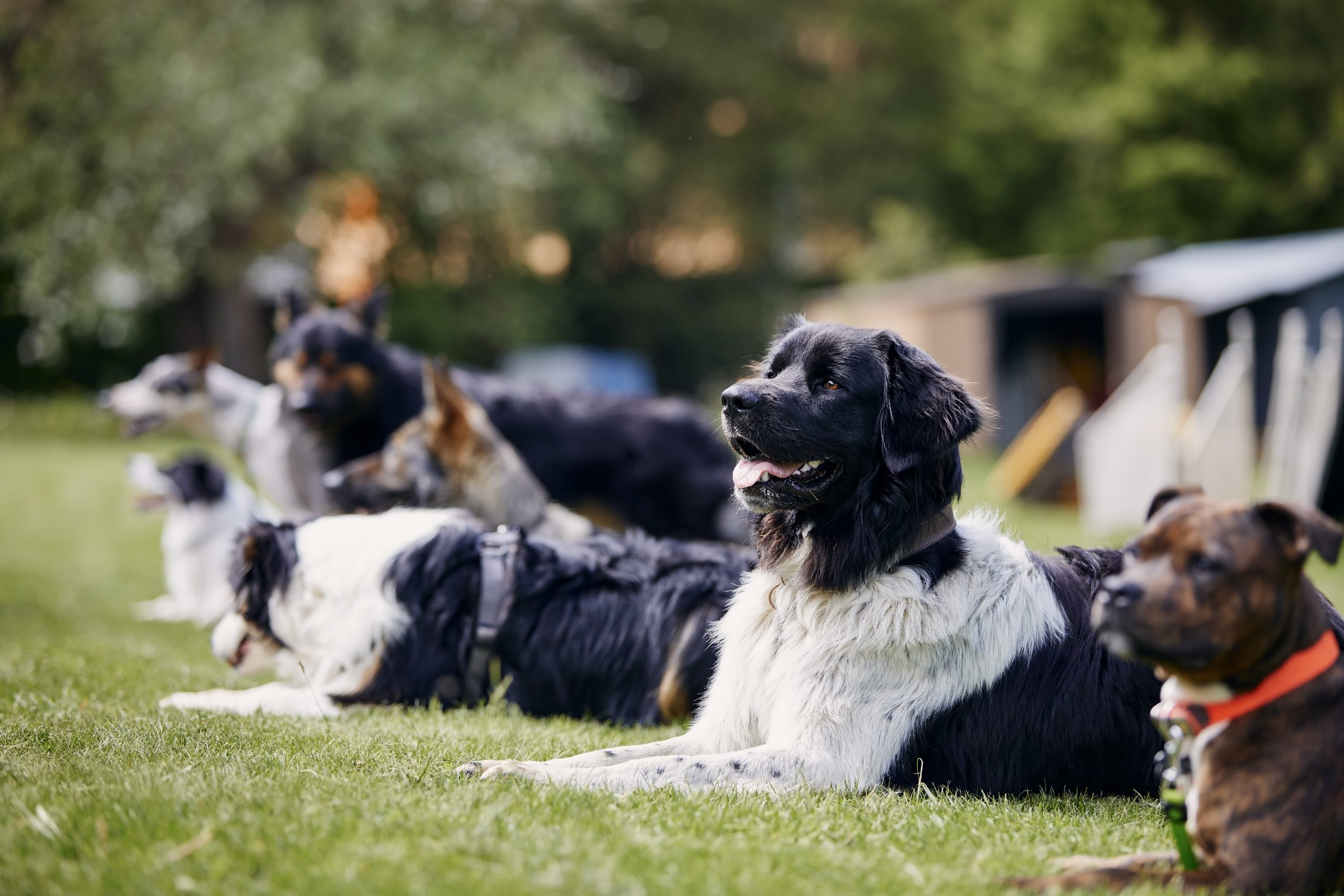 The Top 5 Dog Training Classes in Your Area